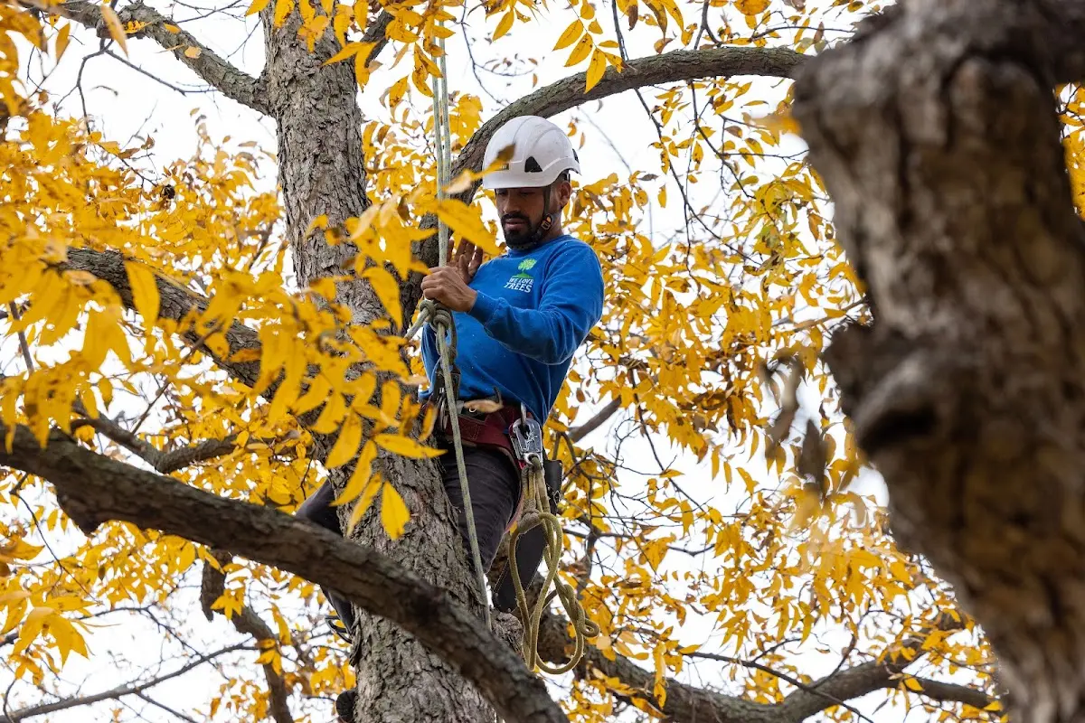 Skilled Tree Pruning crew working in Saint Ignace